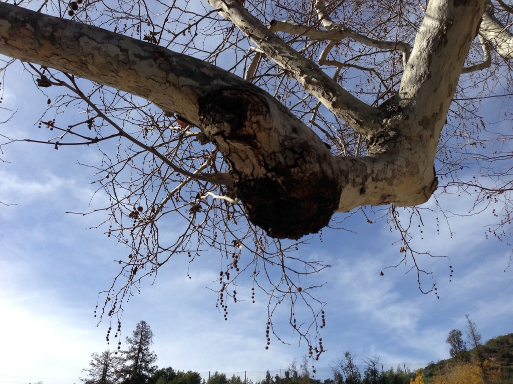 Strange growth