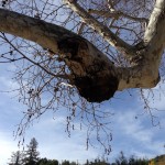 Strange growth