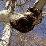 Strange growth